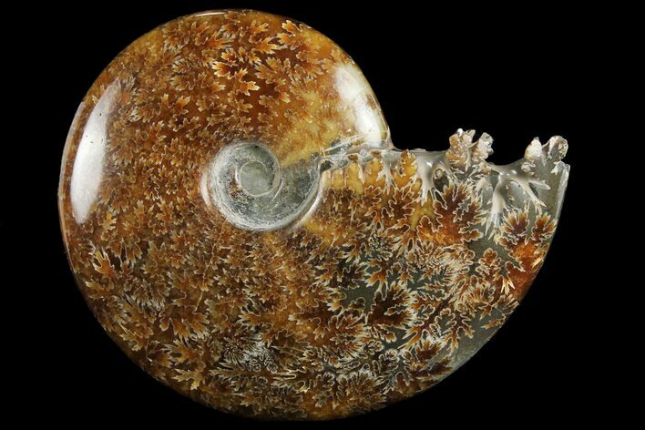 Polished, Agatized Ammonite (Cleoniceras) - Madagascar #97376
